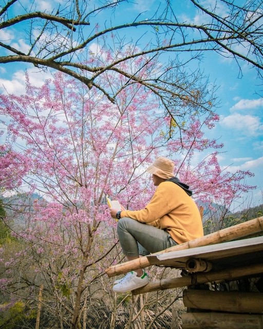 Springtime in Moc Chau Cherry Blossom Hidden Gem