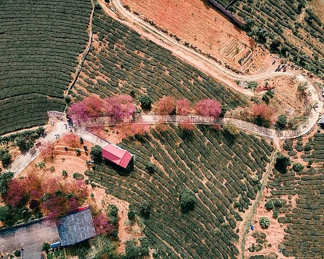 Springtime in Moc Chau Cherry Blossom Paradise