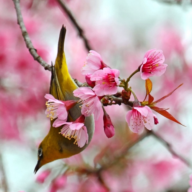 Romantic cherry blossom season in Đăk Ke