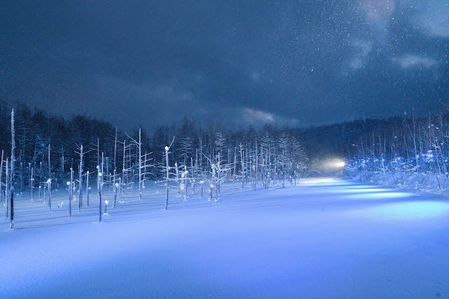 A White Hokkaido in Snowstorm Captured by Vietnamese Street Photographer