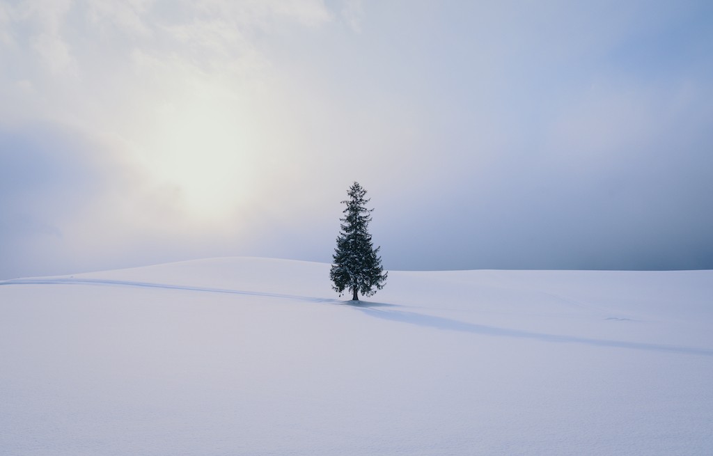 A White Hokkaido in Snowstorm Captured by Vietnamese Street Photographer