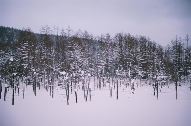 A White Hokkaido in Snowstorm Captured by Vietnamese Street Photographer