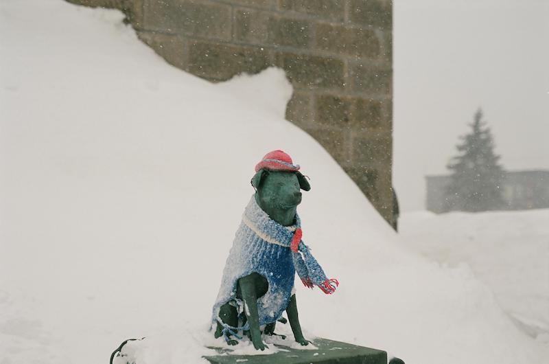 A White Hokkaido in Snowstorm Captured by Vietnamese Street Photographer