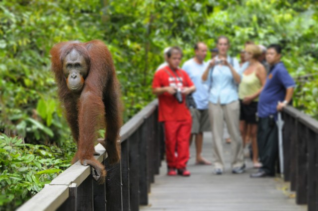 Must-visit Wildlife Sanctuaries in Southeast Asia