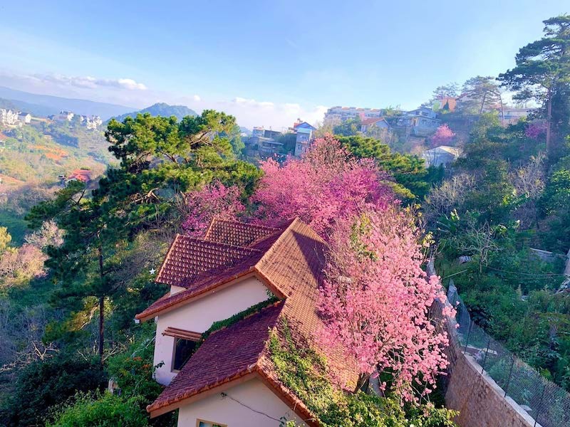 Da Lat Name One of The World's Top 6 Destinations for Spring Flowers