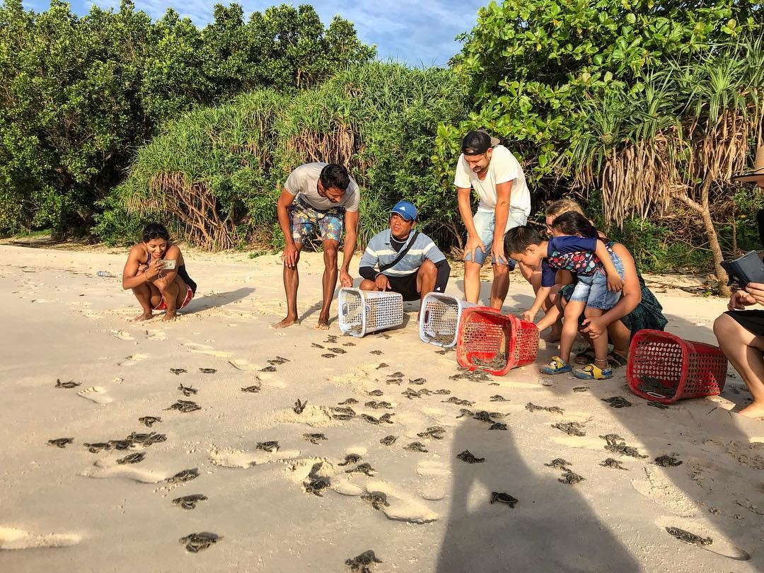 Visit the Sea Turtles' Nursery in Con Dao