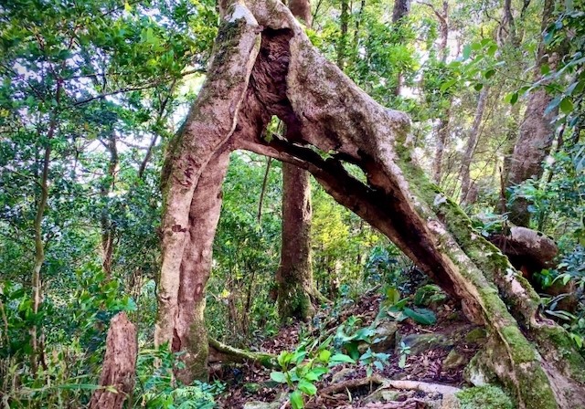 Old tree stumps inside the reserve. Photo: VTC