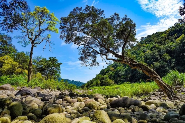 The forest is located in the Truong Son mountain range bordering Laos. Photo: VTC