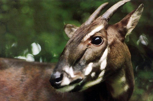 Discover the Home of the Mysterious Asian "Unicorn" - The Saola