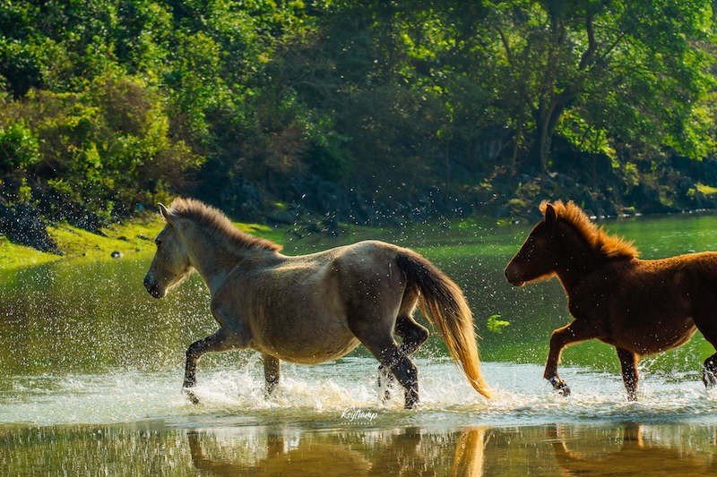 Horse Paradise in Hidden Lang Son's Prairie