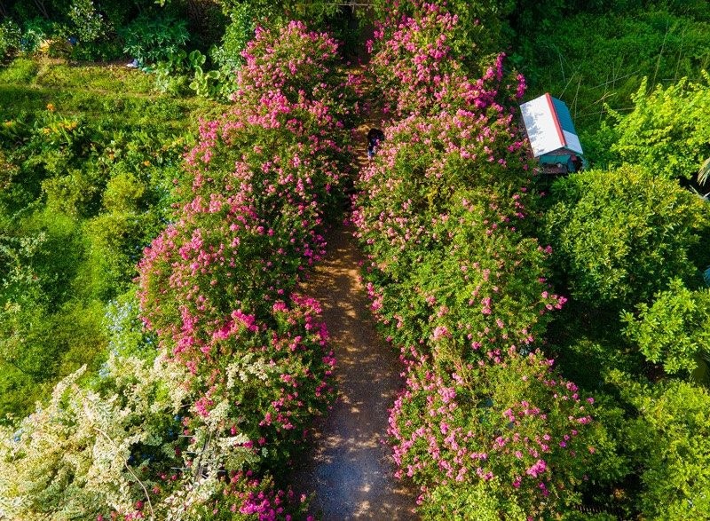 Picturesque Multiflora Roses Garden in Hanoi