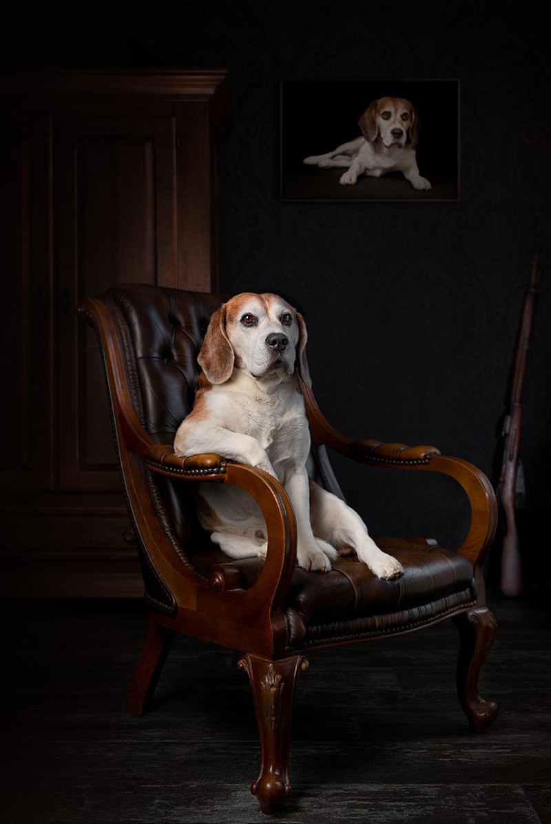 Fur-bulous Pictures! Here Are The Winners of 2021 Dog Photography Awards