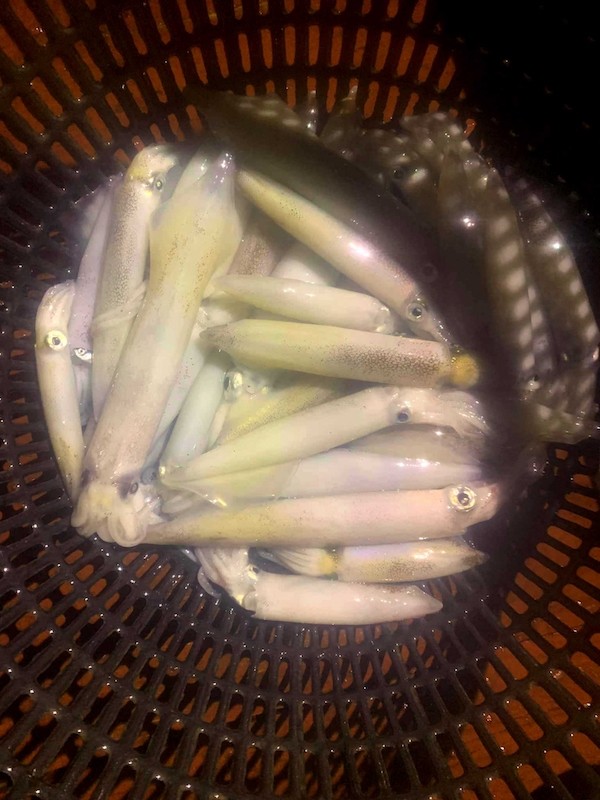 Catching Night Squid off the Coast of Minh Chau Island