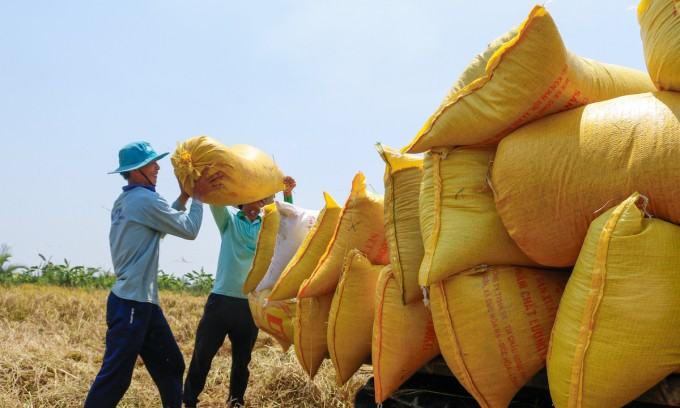 evfta driving force for vietnams rice export to eu