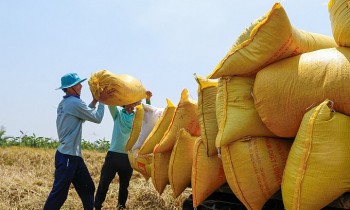 EVFTA – Driving Force for Vietnam’s Rice Export to EU