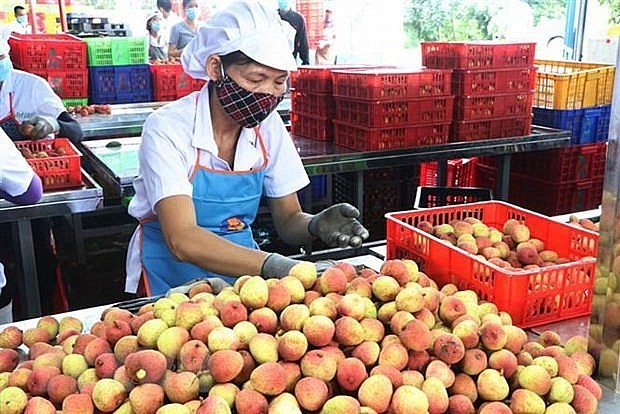 A worker sorts lychees for export. (Photo: VNA)