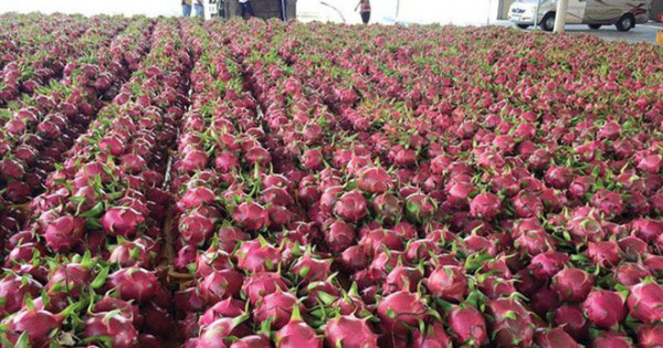 Vietnam exports 190 tonnes of dragon fruit to China on first lunar day