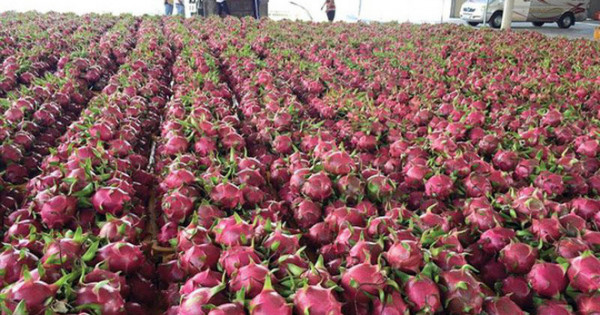 vietnam exports 190 tonnes of dragon fruit to china on first lunar day