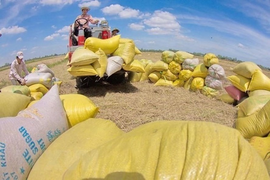 Vietnamese rice more pricey than Thailand’s