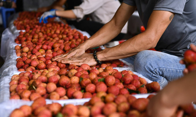 Vietnamese lychee granted with Japan’s GI certification