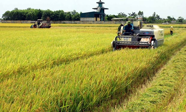 3651-rice-growing