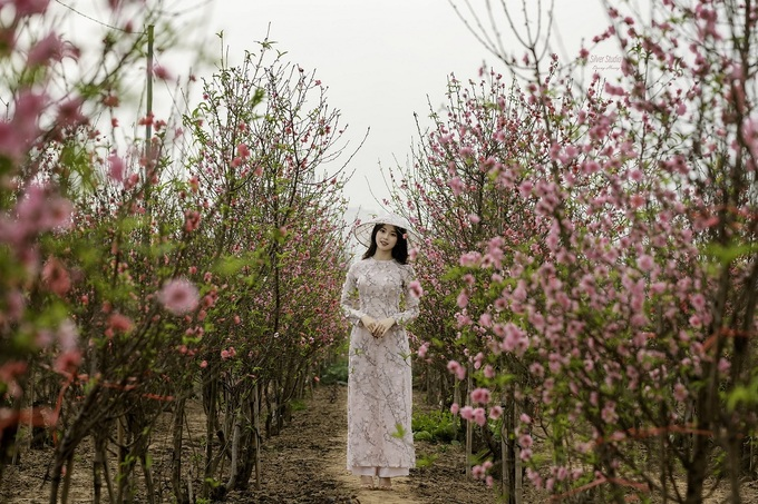 Vietnam among hotspots in Asia to see cherry blossoms