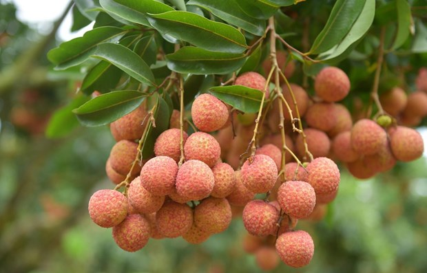 bac giang provinces lychee sold online amidst covid 19