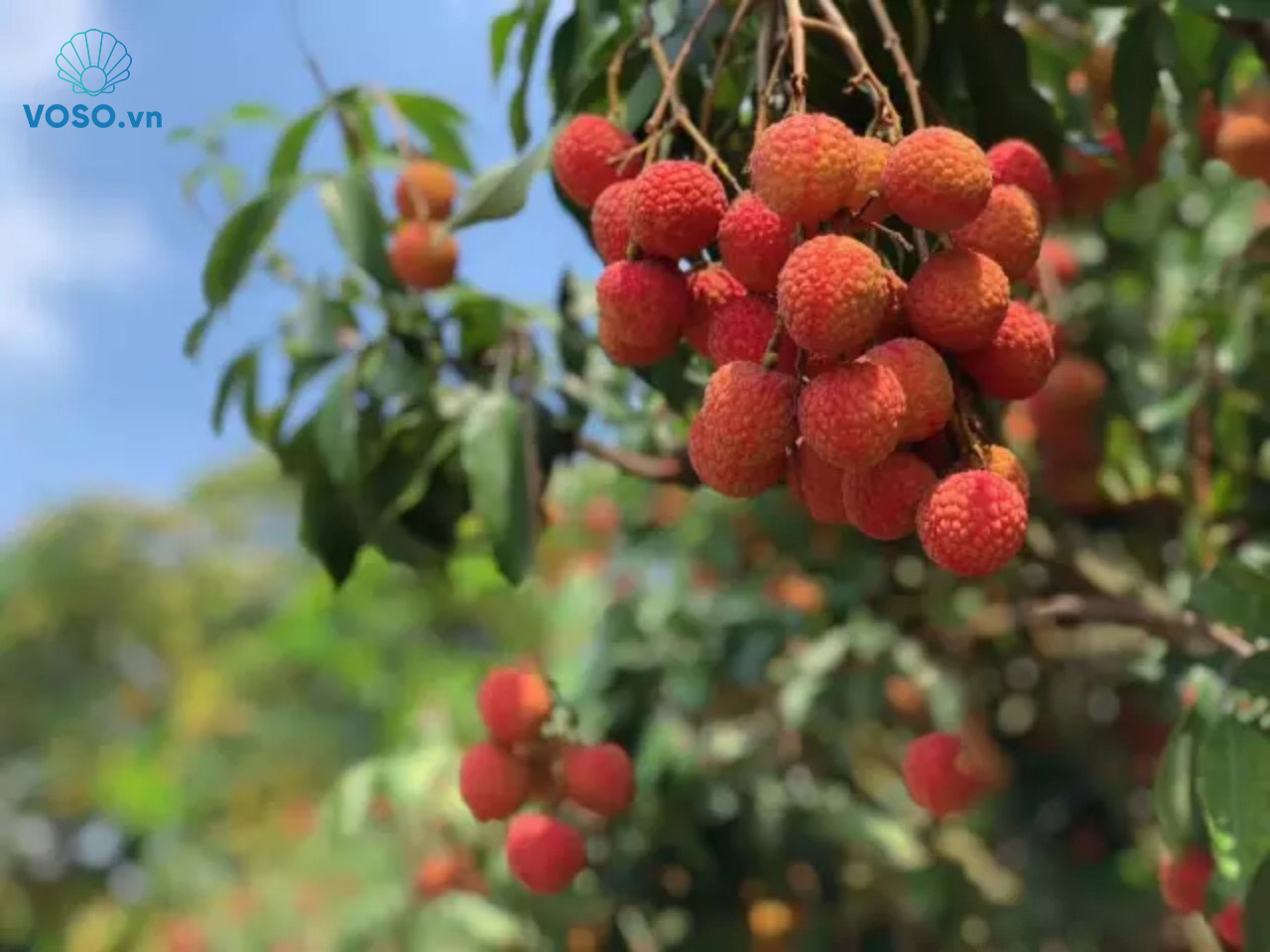 Bac Giang province’s lychee sold online amidst Covid-19