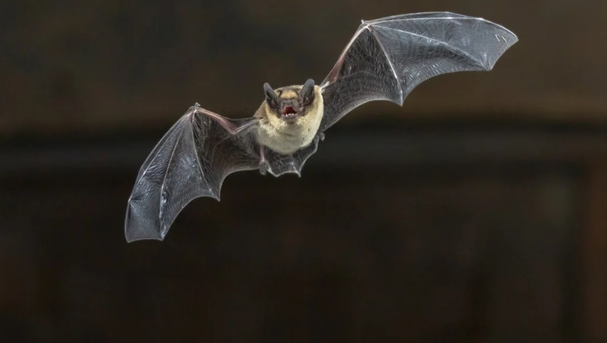 chinese researchers find batch of new coronaviruses in bats