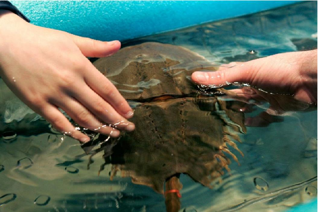 4047 horseshoe crab