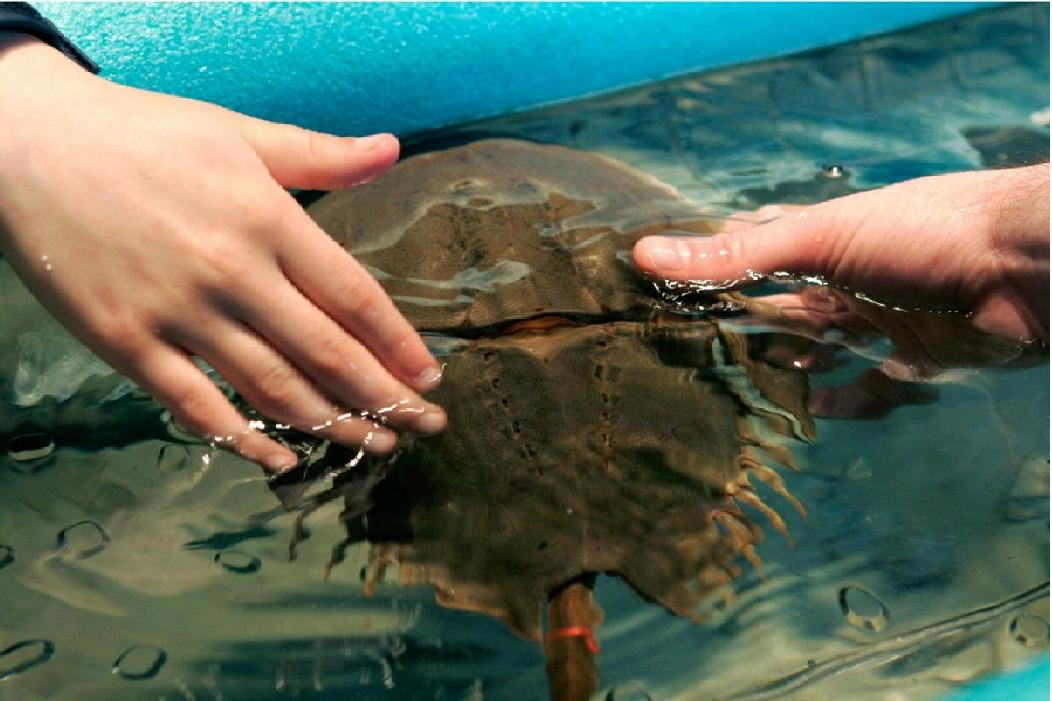 horseshoe crab blood utilised for covid 19 vaccine conservationists worry