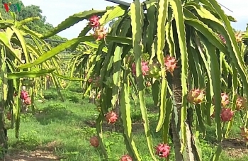 northern vietnam provinces red flesh dragon fruit to hit shelves in japan soon