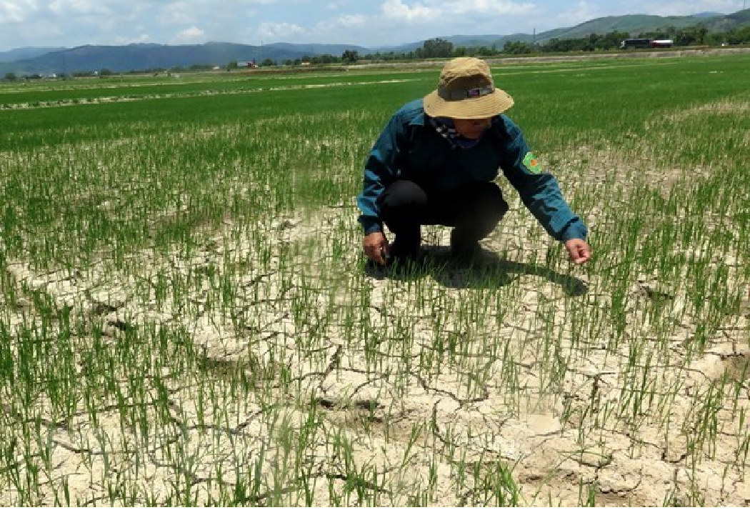 3714 rice field