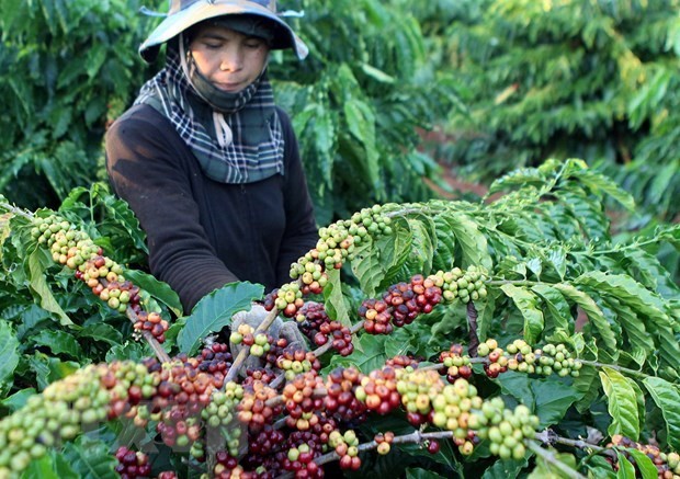 bloomberg global coffee supply dealt fresh blow by vietnams virus curbs