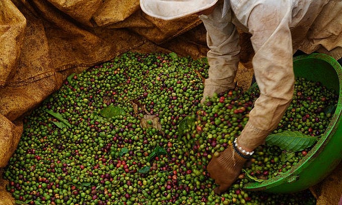 A farmer harvests coffee beans in the central highlands province of Gia Lai on December 12, 2020. Photo by VnExpress/Duc Hoa