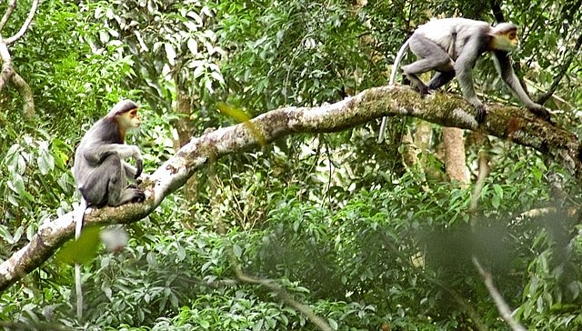 Two gray-shanked douc langurs (pygathrix cinerea) – the world's largest troop living in the central region of Việt Nam -- are found living in the national Kon Ka Kinh Park in Gia Lai Province. The province has sent a dossier for the World Biosphere Reserve recognition of Kon Hà Nừng Highlands in the province. Photo courtesy of Frankfurt Zoological Society