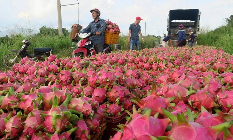 Farmers harvest dragon fruits in central Binh Thuan Province. Photo by VnExpress/Viet Quoc.