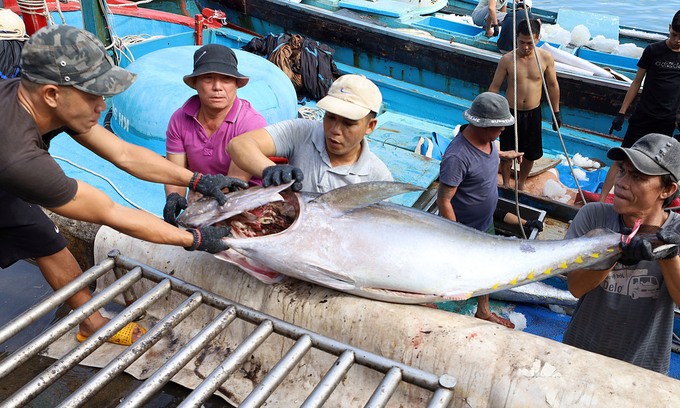 vietnam becomes largest tuna supplier to israel