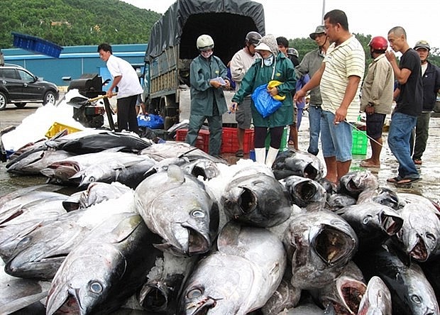 Vietnam Becomes Largest Tuna Supplier to Israel