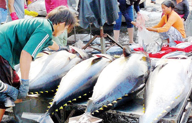 vietnams tuna exports to us bounce back quickly