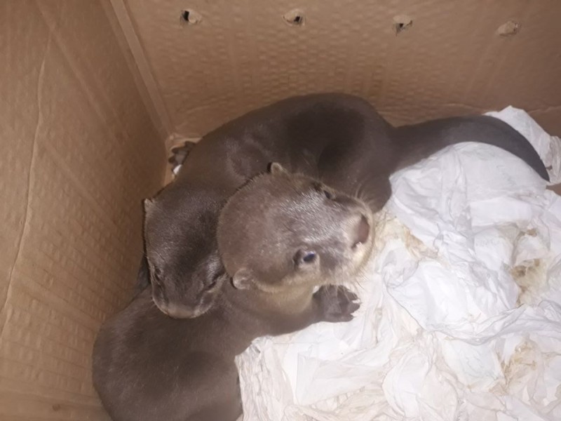 15 endangered otters rescued by svw