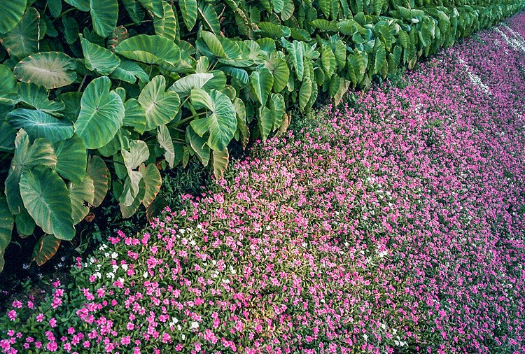 Blooming flowers catch your sense of delight in Vietnam