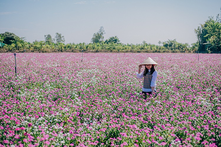 blooming flowers catch your sense of delight in vietnam