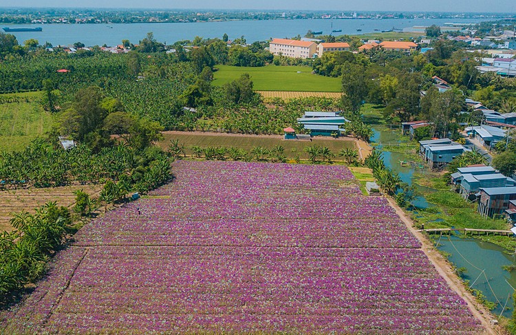 blooming flowers catch your sense of delight in vietnam