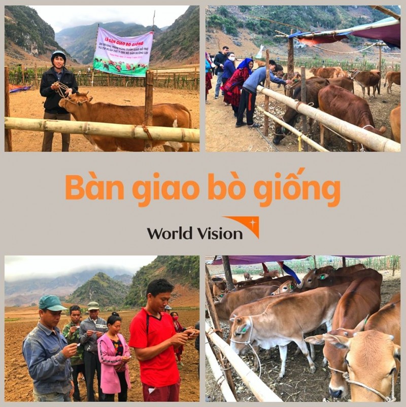 world vision vietnam gave 30 cows to the people of dien bien