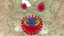 harvard medical school qa on coronavirus