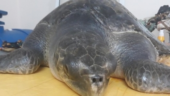 Sick sea turtle has been rescued and cared in Da Nang, Vietnam