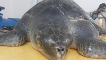 sick sea turtle has been rescued and cared in da nang vietnam