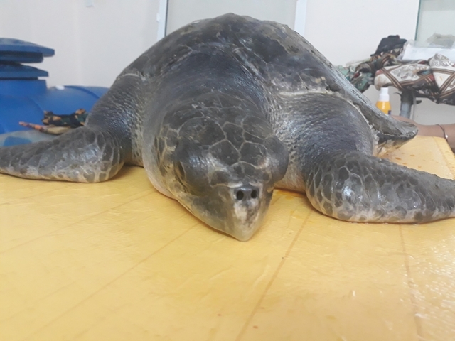 sick sea turtle has been rescued and cared in da nang