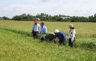 Farmland prices in Vietnam rise during COVID-19